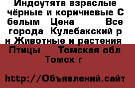 Индоутята взраслые чёрные и коричневые С белым › Цена ­ 450 - Все города, Кулебакский р-н Животные и растения » Птицы   . Томская обл.,Томск г.